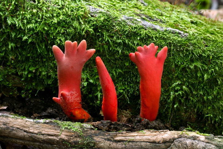 Безмолвные убийцы: 5 самых ядовитых грибов в мире - посмотрите, как они выглядят