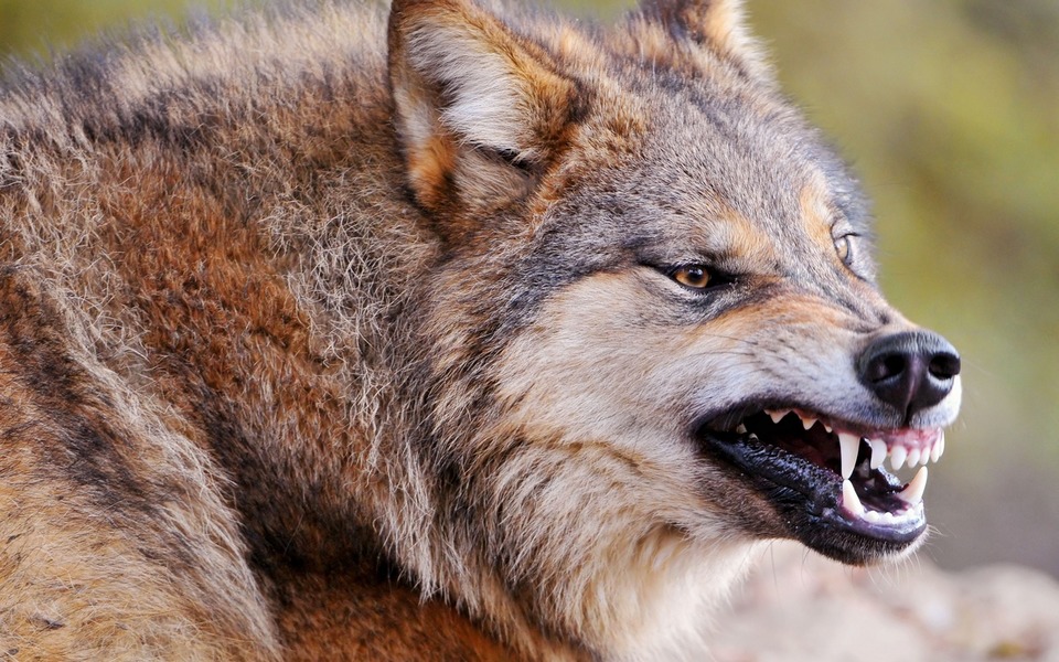 Чем питается волк в дикой природе