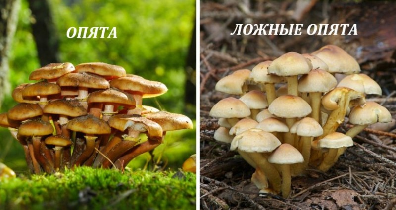 Как отличить грибы от поддельных