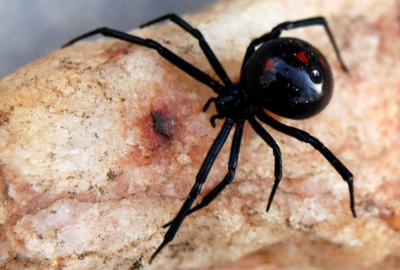 ТОП-39 самых ядовитых пауков в мире: опасные для человека (фото и описания)