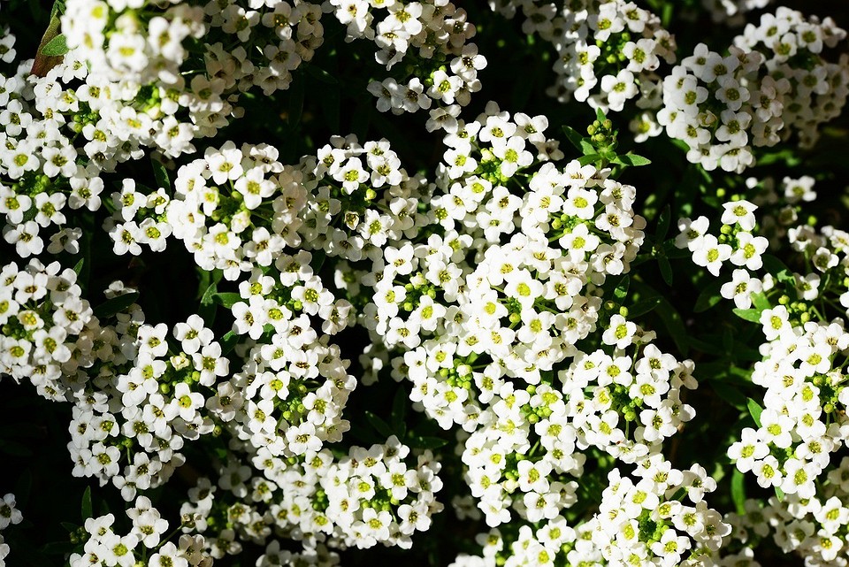 Многолетние цветы для дачи: ТОП-100 самых неприхотливых с фото и названиями