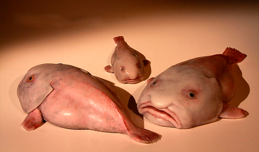 Рыба-капля: фото как выглядит в воде и на суше, особенности ее жизни на глубине