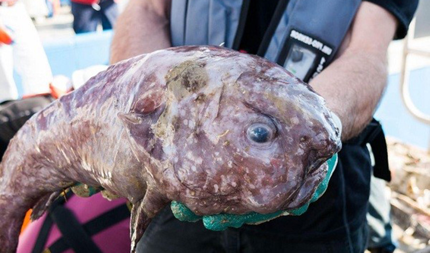 Рыба-капля: фото как выглядит в воде и на суше, особенности ее жизни на глубине