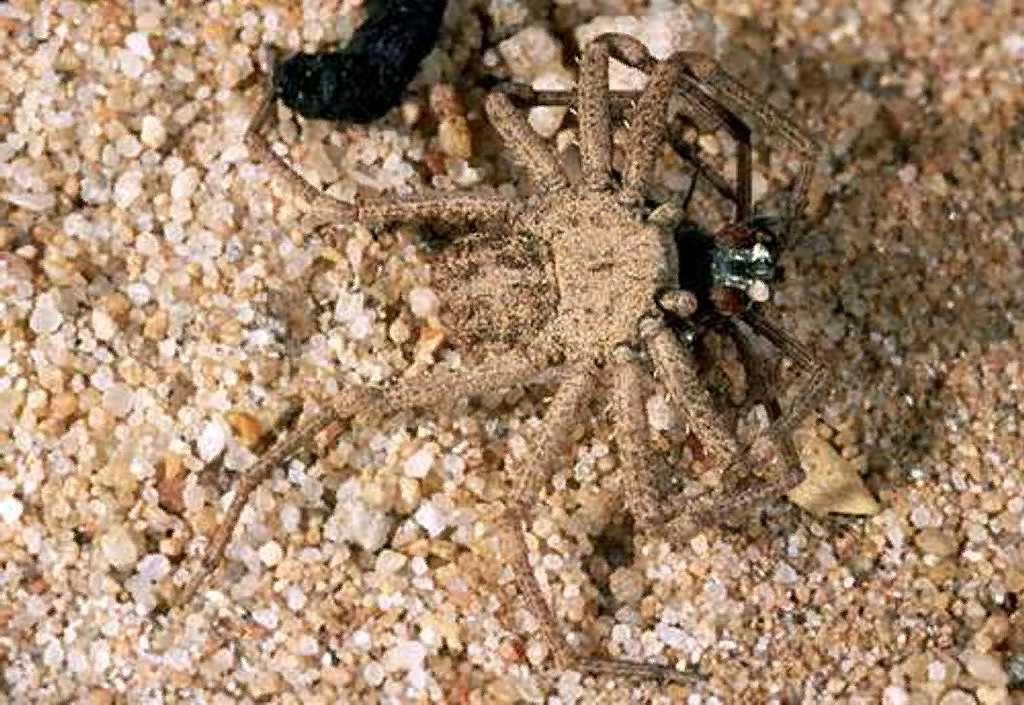 Шестиглавый песчаный паук