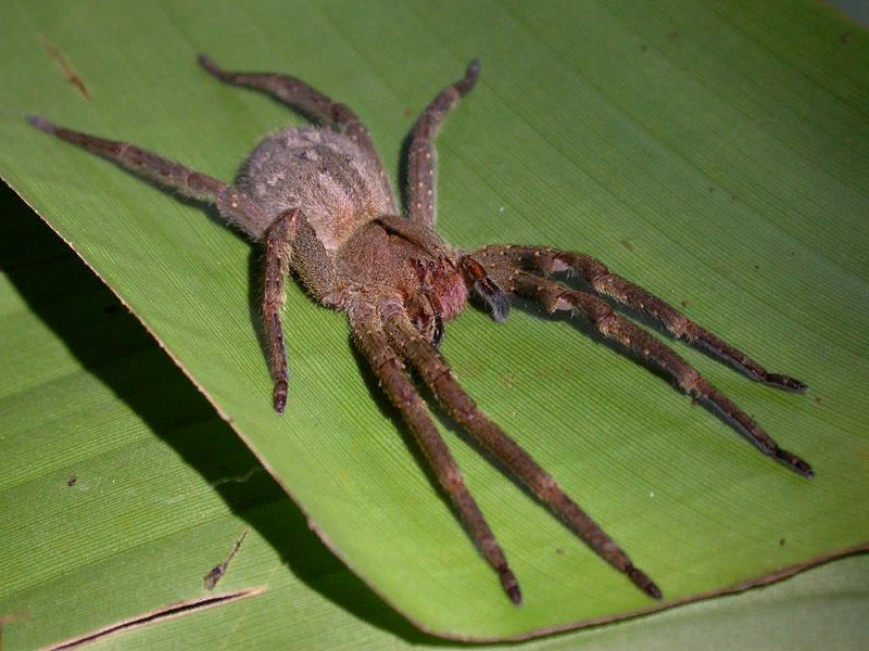 Бразильский странствующий паук