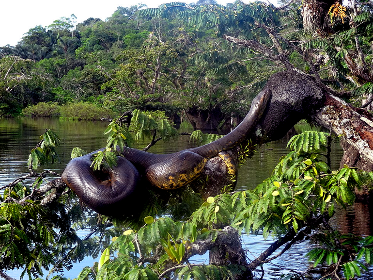 Флора и фауна реки Амазонки