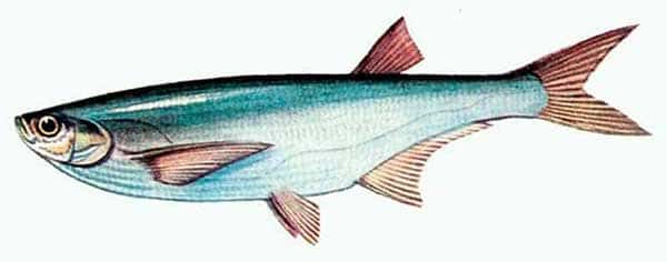 изображение серебряной рыбки