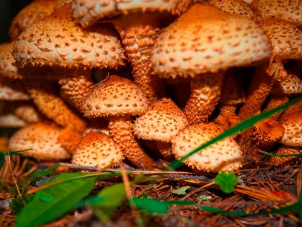 Ложный медовый гриб растет на древесных обломках