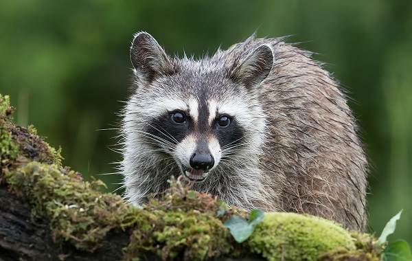 Raccoon-raccoon-animal-life-description-species-and-environment-raccoon-skin-1