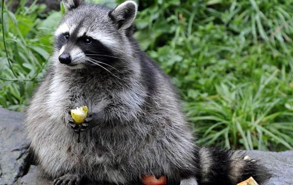 Raccoon-raccoon-animal-life-description-species-environment-raccoon-raccoon-2