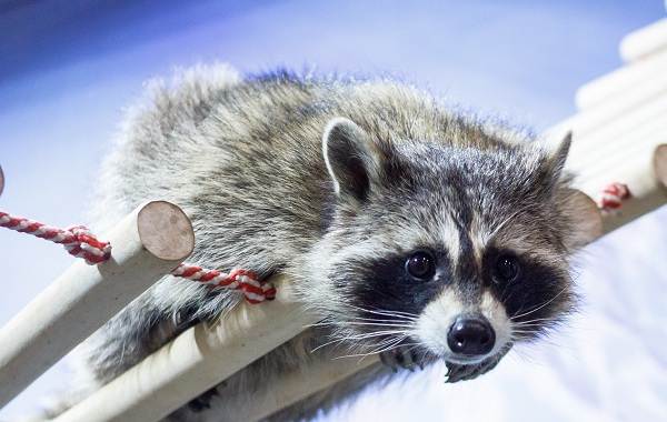 Raccoon-raccoon-animal-life-species-description-and-habitat-raccoon-raccoon-4