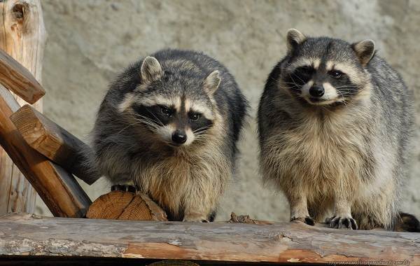 Raccoon-raccoon-animal-life-description-species-and-environment-raccoon-skin-raccoon-5