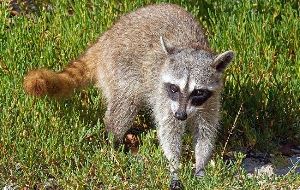 Raccoon-skinned-animal-description-of-life-species-and-environment-raccoon-skinned-raccoon-6