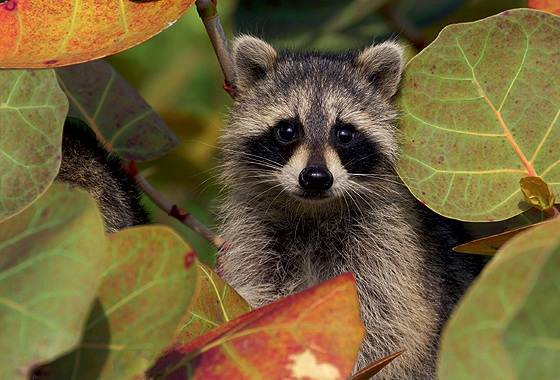 Raccoon-animal-life-description-species-environment-raccoon-raccoon-7