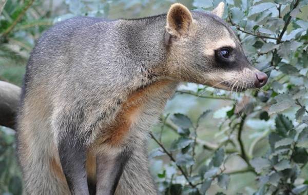 Raccoon-raccoon-animal-life-description-species-environment-raccoon-raccoon-8