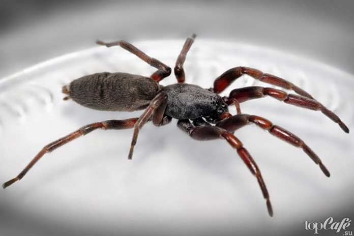 Самые опасные пауки: паук-белохвост