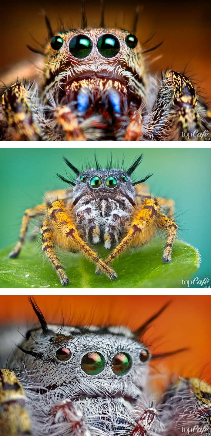 Самые опасные пауки: волосатый паук