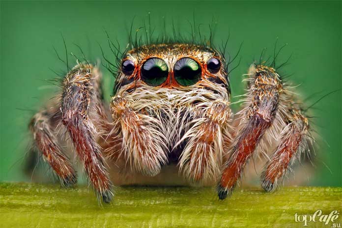 Список опасных пауков: волосатый паук