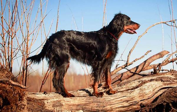 Охота - породы собак - описание и виды - охотничьи собаки - 17