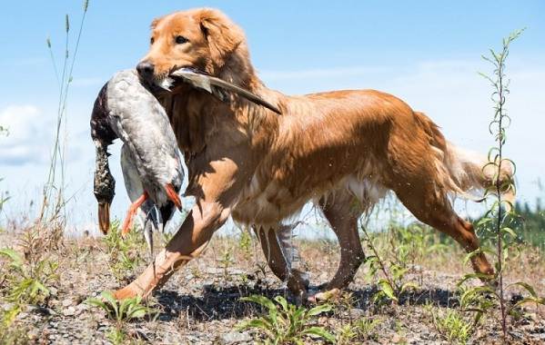 Охота - породы собак - описание и виды - охотничьи собаки-41