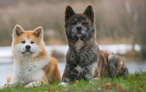 Охотничьи собаки - описание и виды охотничьих собак-55