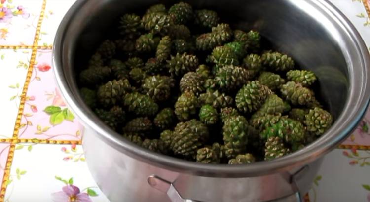 Варенье из сосновых шишек: ТОП-13 самых вкусных рецептов приготовления