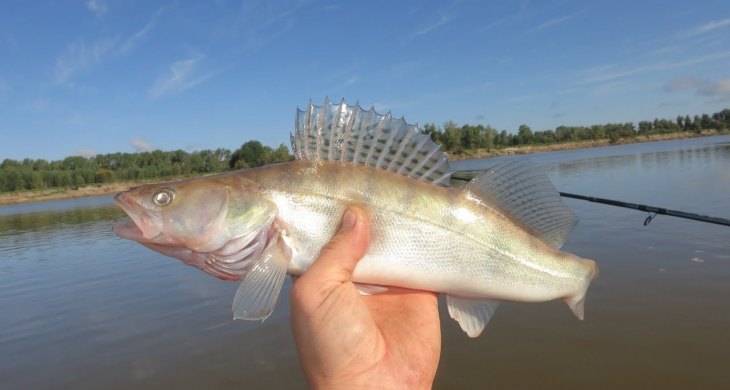 Мандула для рыбалки: (40+ фото), способы ловли, как сделать своими руками