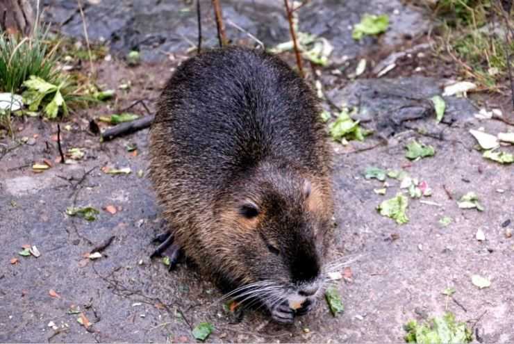 Нутрия: (140+ фото) с описанием видов, где обитает и чем питается водяная крыса в природе
