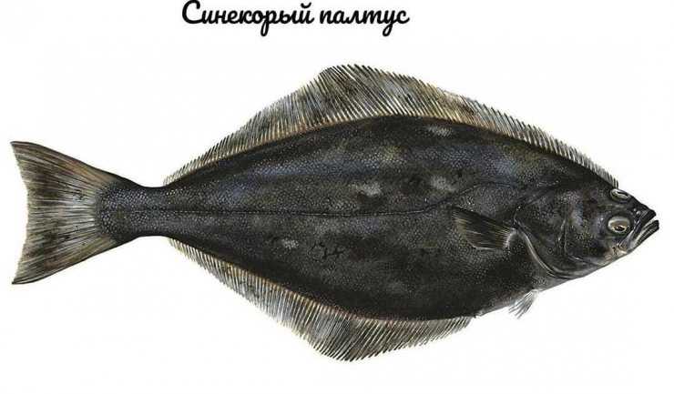 Рыба Палтус: (70+ фото) описание видов, где водится, как ловить, чем питается, как готовить