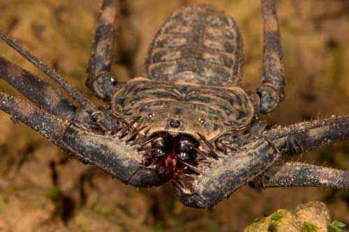 ТОП-39 самых ядовитых пауков в мире: опасные для человека (фото и описания)