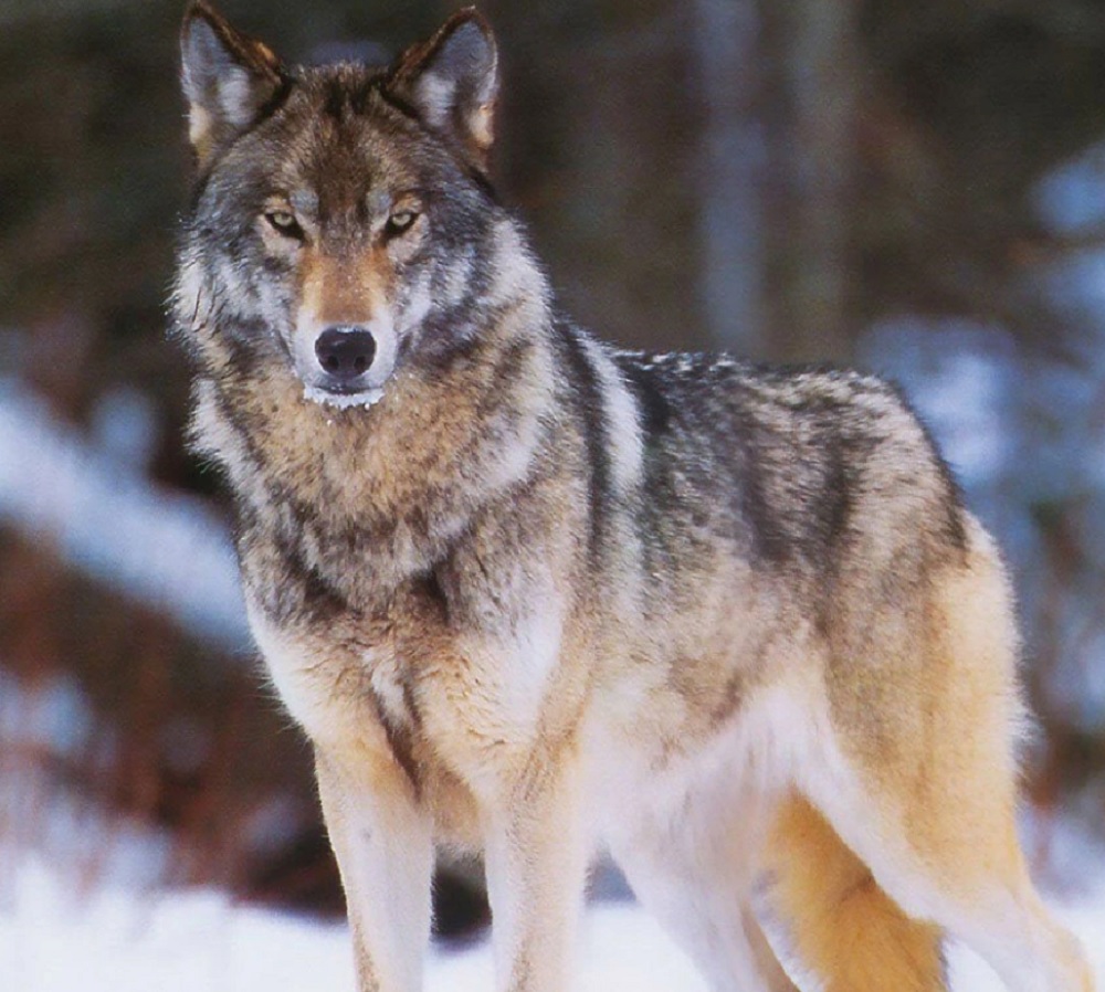 Кавказский волк