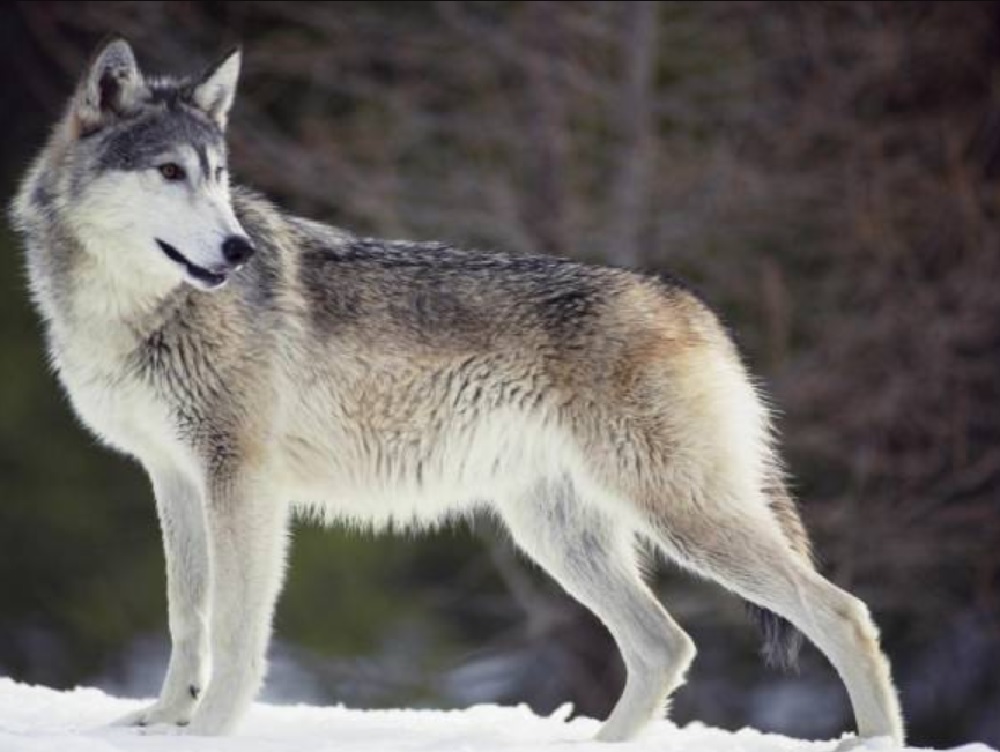Сибирский лесной волк