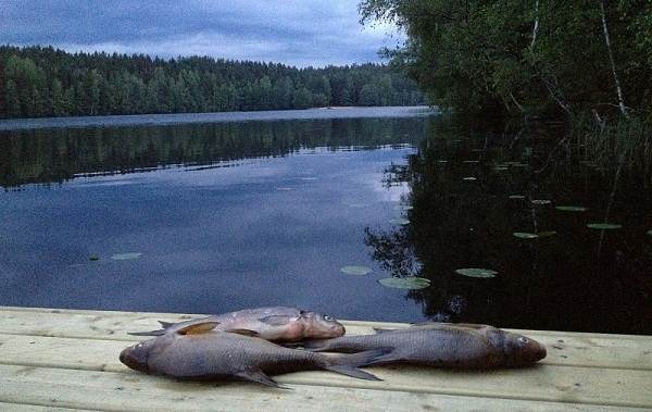 12 лучших мест для рыбалки в Архангельской области платные или неоплачиваемые-7