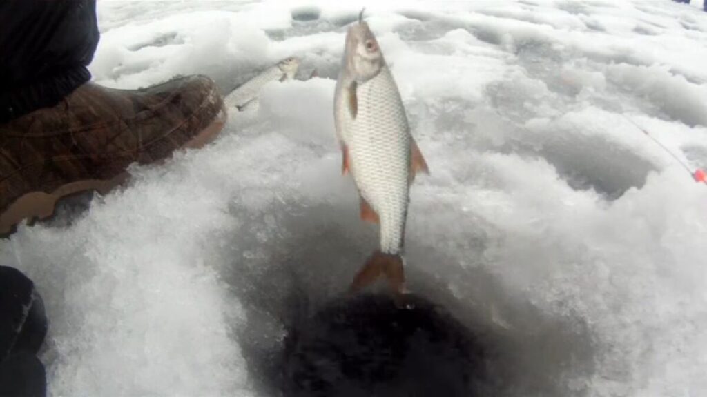 Зимняя рыбалка на плотву