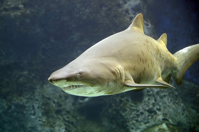 Песчаная акула