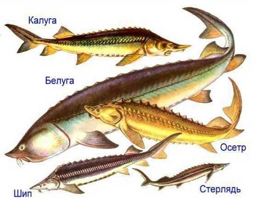 Виды осетровых рыб названия и фото