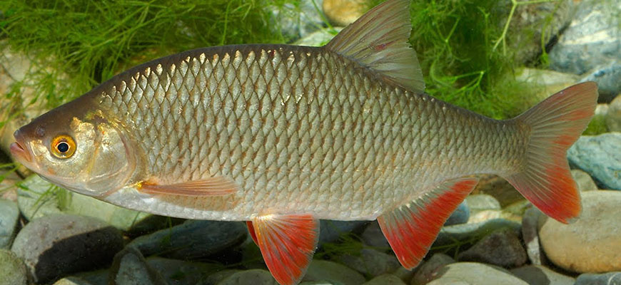 Классификация пресноводных рыб