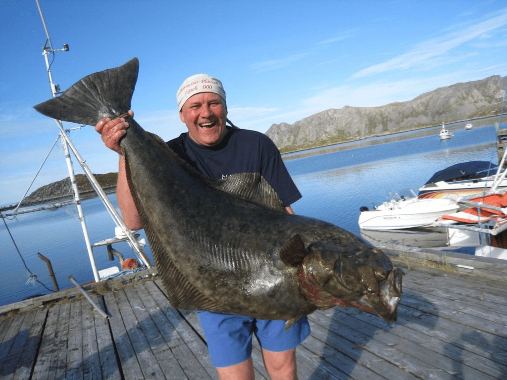 Рыба Палтус: (70+ фото) описание видов, где водится, как ловить, чем питается, как готовить
