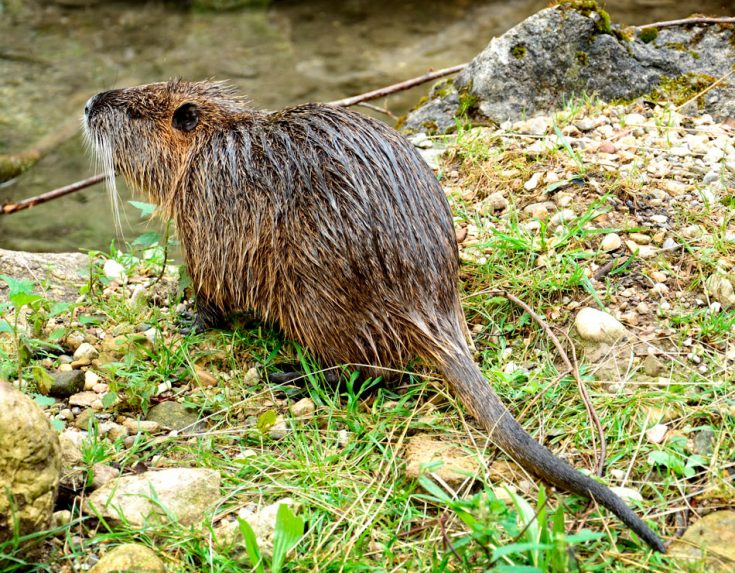 Нутрия: (140+ фото) с описанием видов, где обитает и чем питается водяная крыса в природе