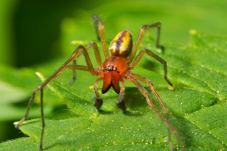 Желтоголовый жалящий паук
