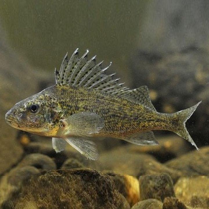 Razorfish, фото