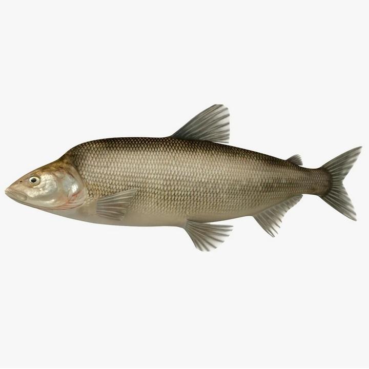 Муксунская рыба, фото