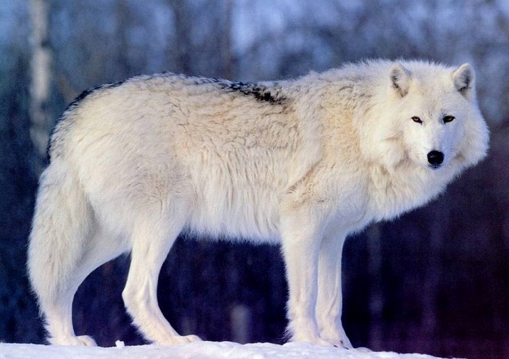 тундровый волк
