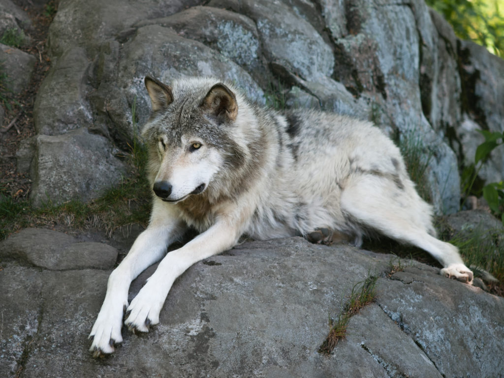 Обыкновенный серый волк
