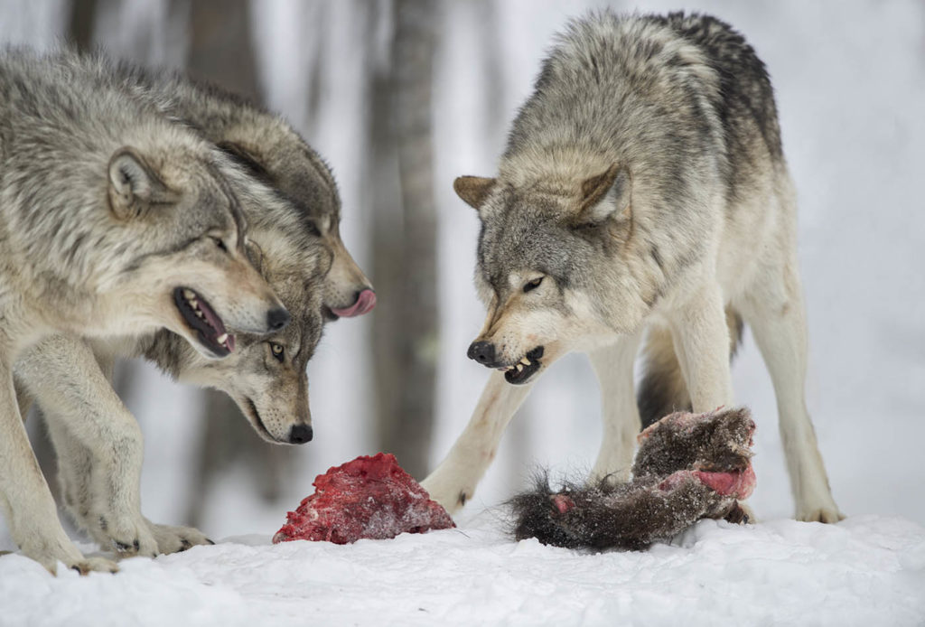 Пища для волков