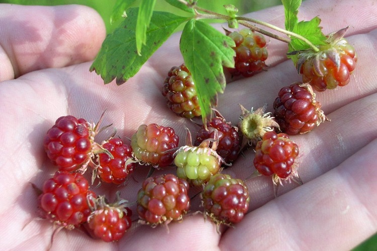 Камчатские ягоды