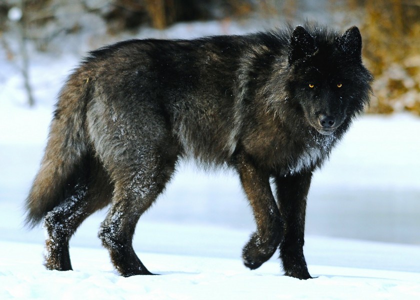 канадский волк