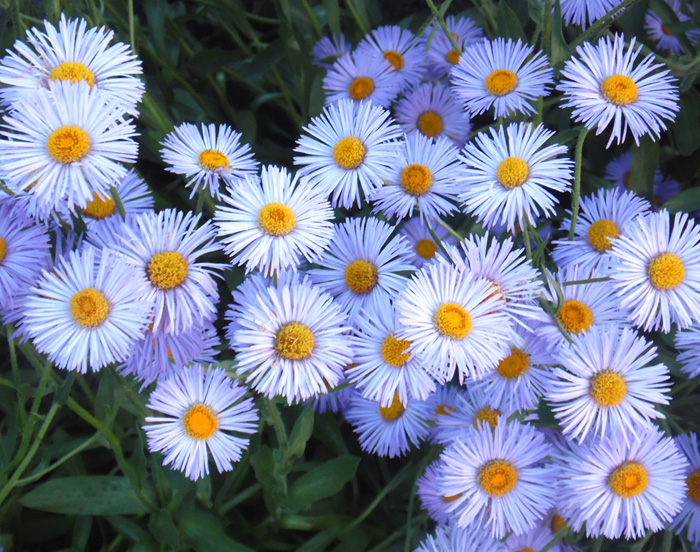 Многолетние цветы для дачи: ТОП-100 самых неприхотливых с фото и названиями