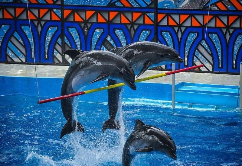 Большой дельфинарий в Сочи