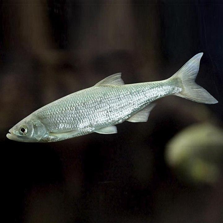 Рыба скумбрия, фото
